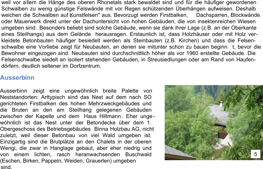 weil vor a llem die Hnge des oberen Rhonetals stark bewaldet sind und fr die hufiger gewordenen  Schwalben zu wenig gnstige Felswnde mit vor Regen schtzenden berhngen aufweisen. Deshalb  weichen die Schwalben auf Kunstfelsen" aus. Bevorzugt werden Firstbalken, Dachsparren, Blockwnde  oder Mauerwerk direkt unter der Dachuntersicht von hohen Gebuden, die von insektenreichen Wiesen  umgeben sind . Besonders beliebt sind solche Gebude, wenn sie dank ihrer Lage (z.B. an der Oberkante  eines Steilhangs) aus dem Gelnde herausragen. Erstaunlich ist, dass Holzhuser oder mit Holz ver- kleidete Betonbauten hufiger besiedelt werden als Steinbauten (z.B. Kirchen) und dass die Felsen- schwalbe eine Vorliebe zeigt fr Neubauten, an denen sie mitunter schon zu bauen beginn t , be vor die  Bewohner eingezogen sind. Neubauten sind durchschnittlich hher als vor 1960 erstellte Gebude. Die  Felsenschwalbe siedelt an isoliert stehenden Gebuden, in Streusiedlungen oder am Rand von Haufen- drfern, deutlich seltener im Dorfzentrum. Ausserb inn Ausserbinn zeigt eine ungewhnlich breite Palette von  Neststandorten: Arttypisch sind das Nest auf dem nach SO gerichteten Firstbalken des hohen Mehrzweckgebudes und  die Bruten an den am Steilhang gelegenen Gebuden  zwischen der Kapelle und dem Haus Hiltmann . Eher unge - whnlich ist das Nest unter der Betondecke ber dem 1.  Obergeschoss des Betriebsgebudes  Binna Holzbau AG, nicht  zuletzt, weil dieser Betonbau von viel Wald umgeben ist.  Einzigartig sind die Brutpltze an den Chalets in der oberen Wengi, die zwar in Hanglage gebaut, aber eher niedrig und  von einem lichten, rasch heranwachsenden Buschwald  (Eschen, Birken, Pappeln, Weiden, Grauerlen) umgeben sind. 5